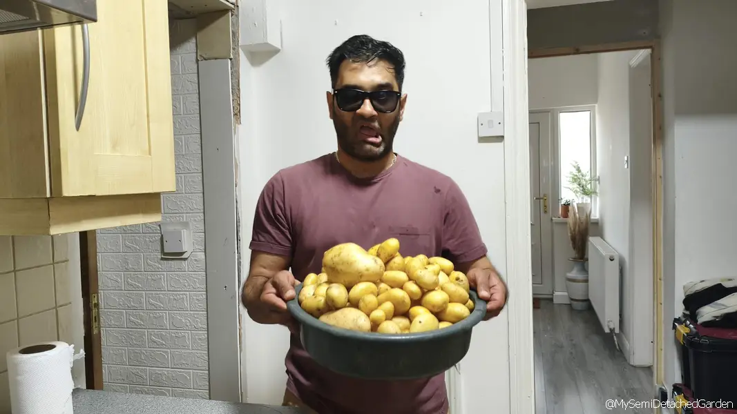 Fresh homegrown potato harvest from a UK suburban vegetable garden plot