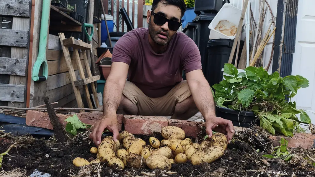 Harvesting maincrop potatoes directly from raised beds in a UK garden